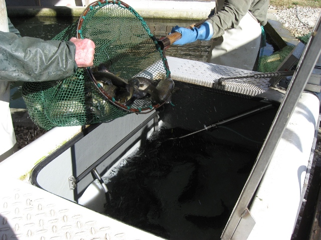 Forellenbesatz: Vom Teich in den Wasserbehälter.